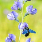 Une bête aux ailes bleues