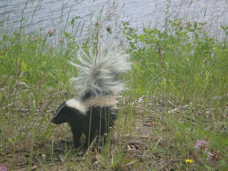 Une bête puante si magnifique..