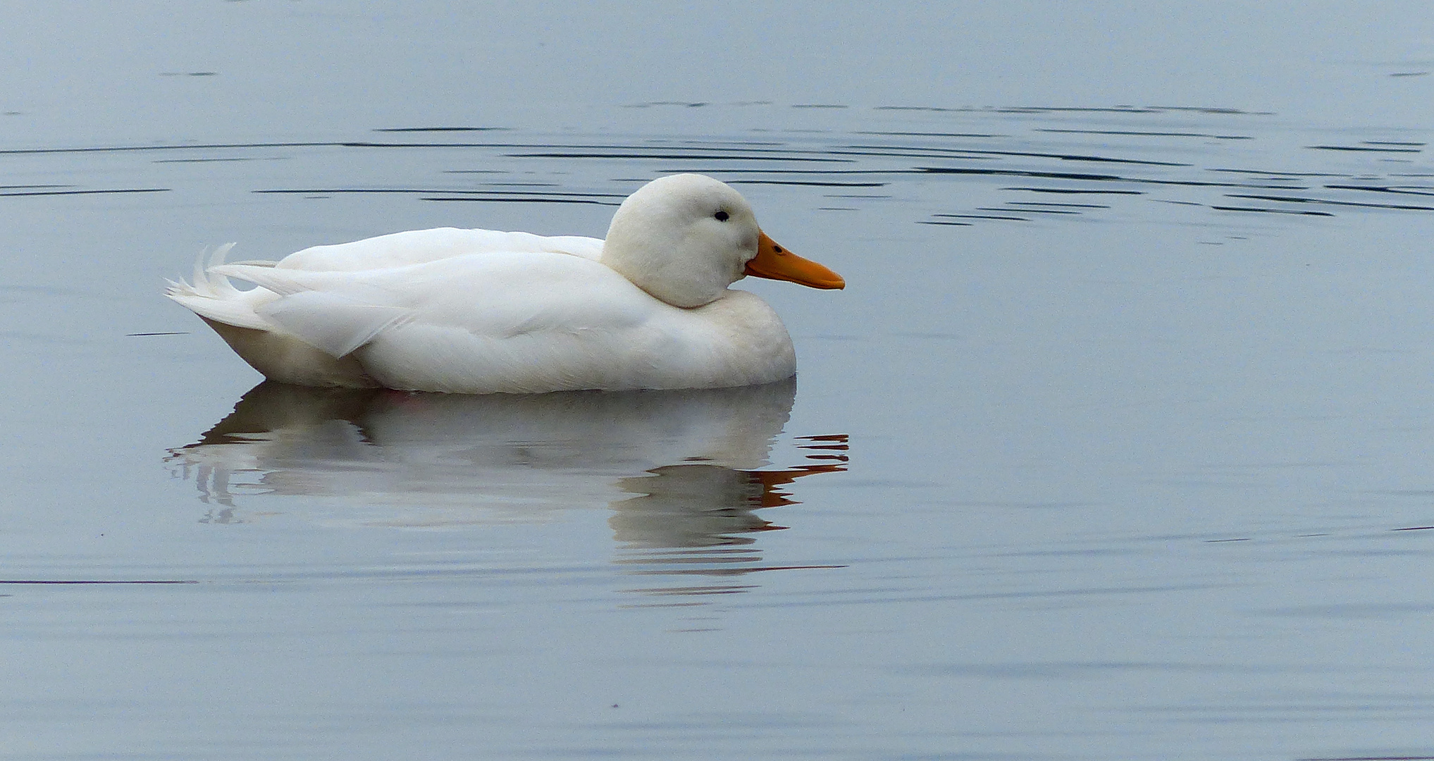 Une cane...blanche !!! photo et image | animaux, animaux sauvages ...