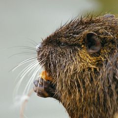 une carotte s'ieu,une carotte,donnez moi une carotte sieu s'il vous plait