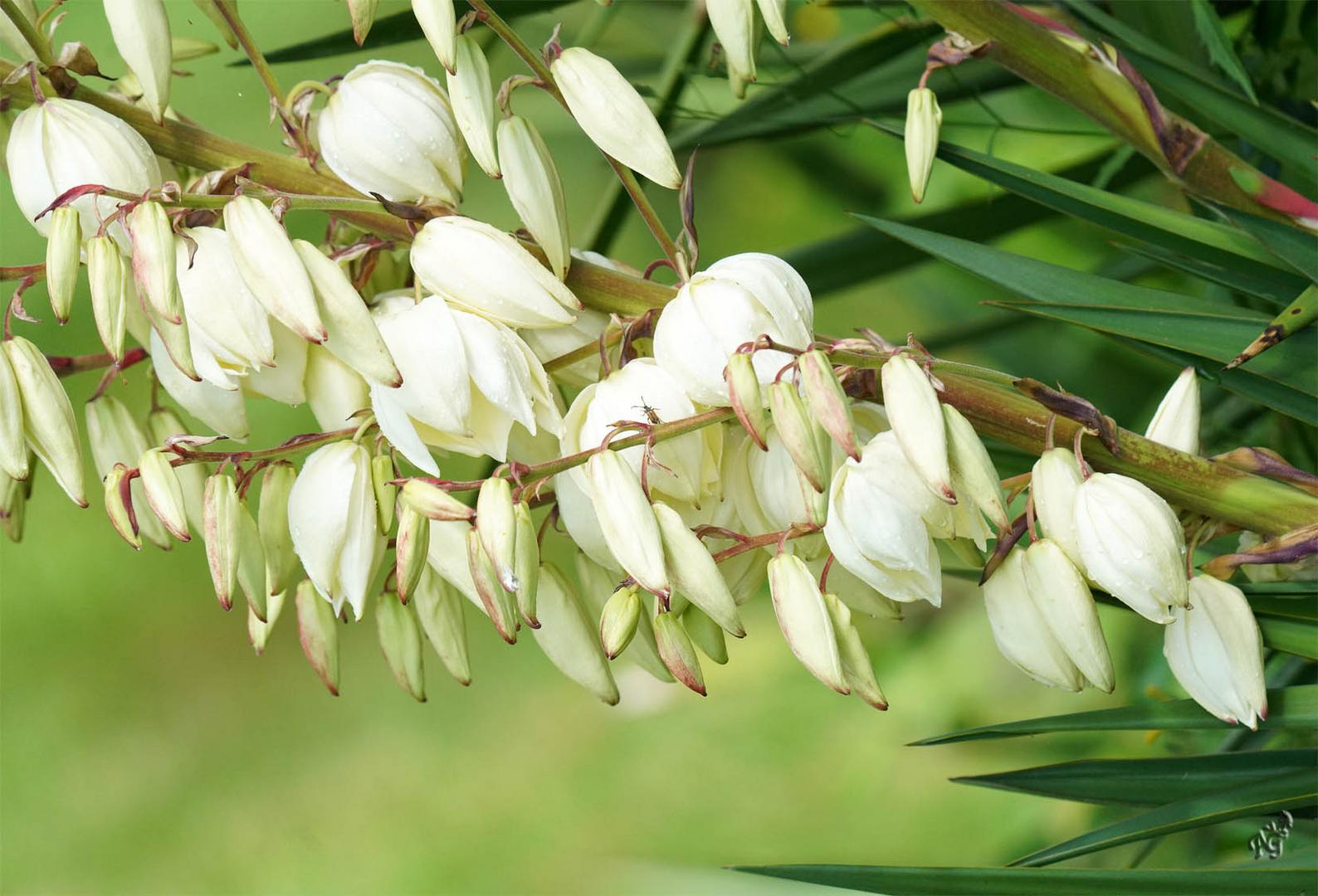 Une centaine de fleurs sur la branche de yucca