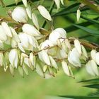 Une centaine de fleurs sur la branche de yucca