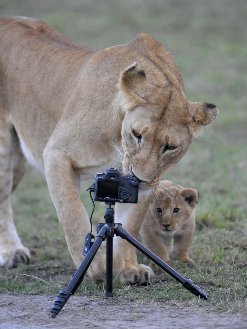 Une Certaine approche de la photo numérique animalière....