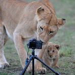 Une Certaine approche de la photo numérique animalière....