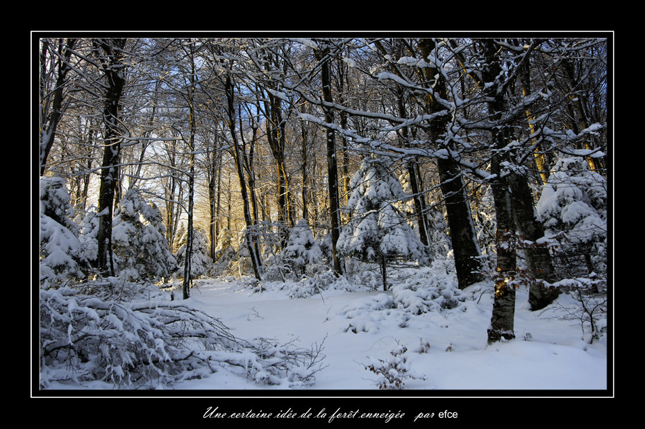 Une certaine idée de la forêt enneigée