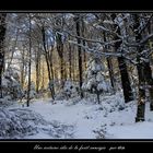 Une certaine idée de la forêt enneigée