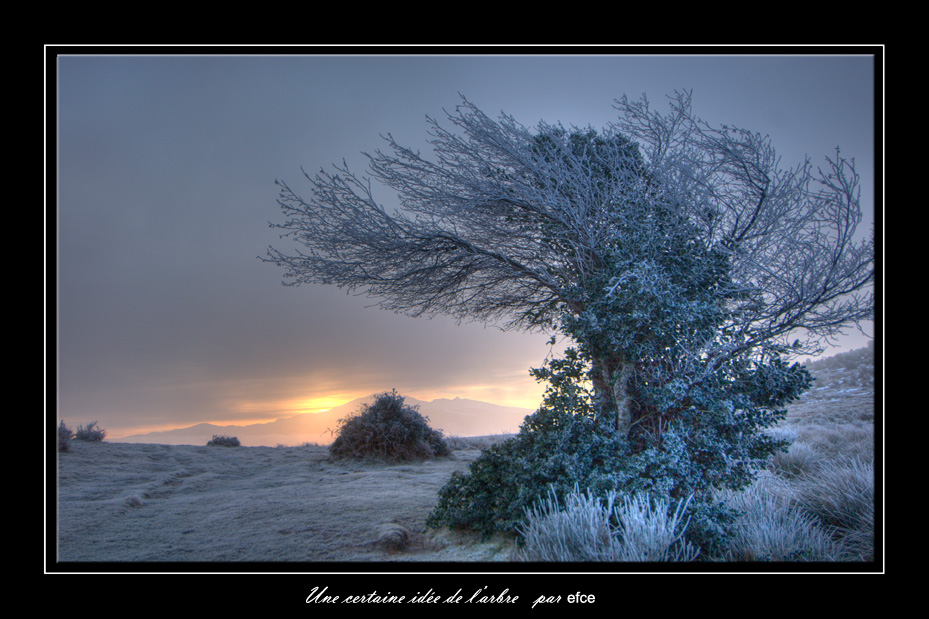 Une certaine idée de l'arbre