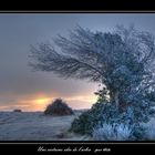 Une certaine idée de l'arbre