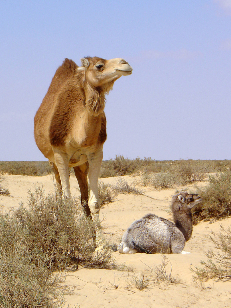 Une chamelle et son chamelon dans le désert près de Nefta