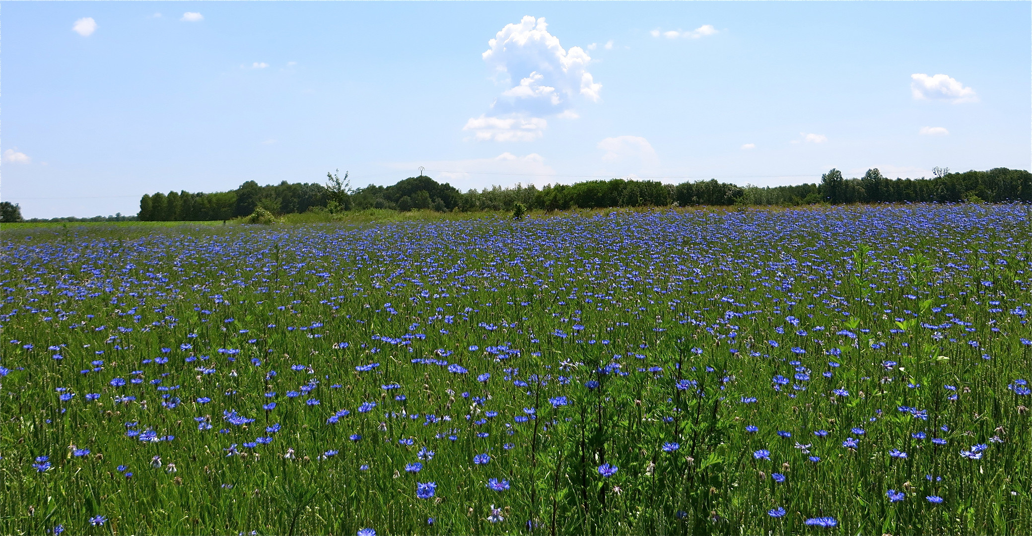 ..une champ de bleuets !!!...