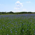 ..une champ de bleuets !!!...