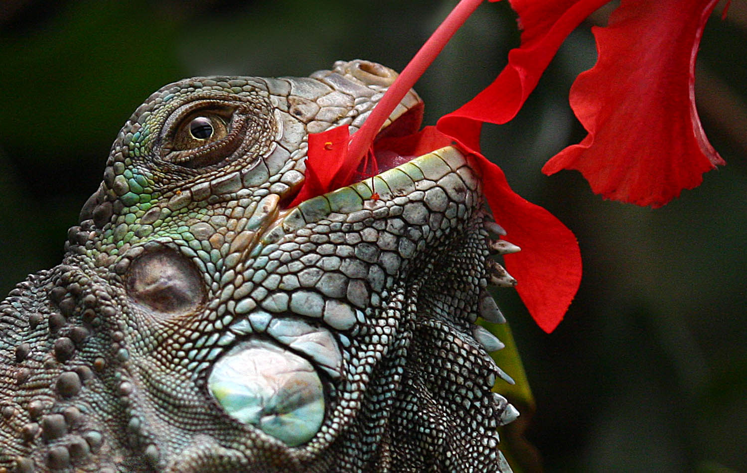 Une chance que cet iguane soit attiré par les fleurs de couleur!