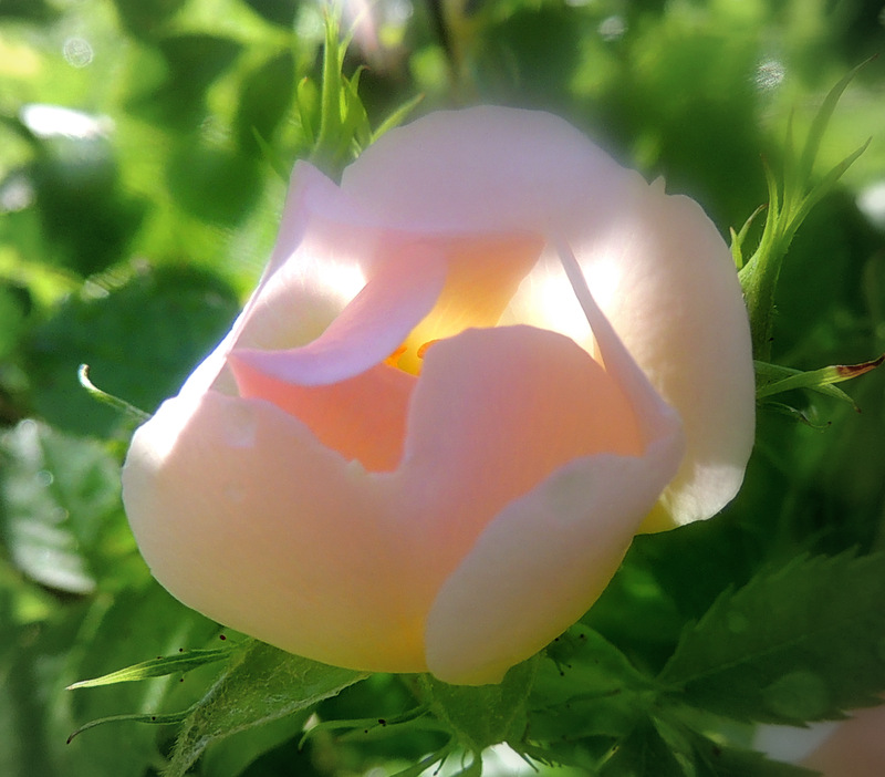 Une charmante églantine...