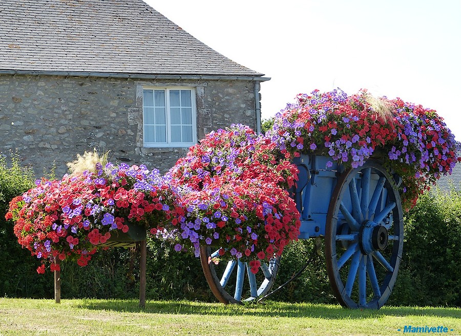 Une charrette de fleurs