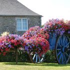 Une charrette de fleurs