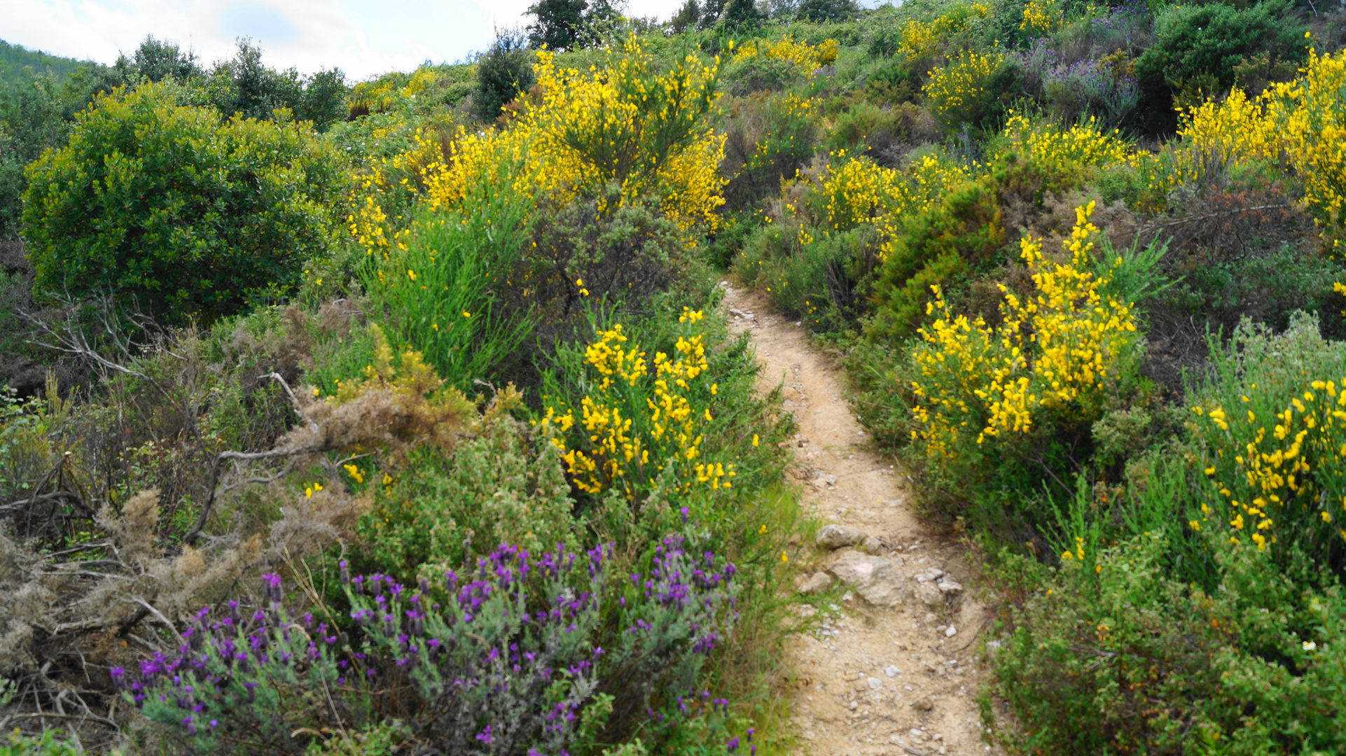 une chemin de genet