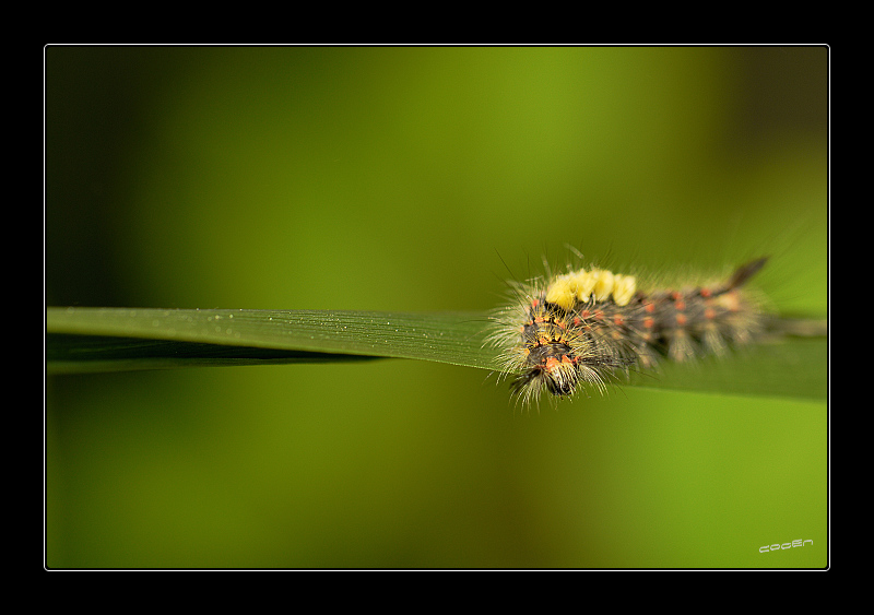 une chenille