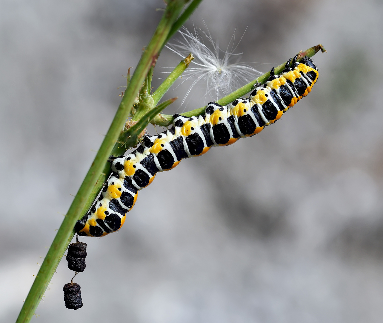 Une chenille qui aimerait devenir papillon (Cucullia lactucae). --- Raupe des Lattichmönchs! *