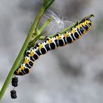 Une chenille qui aimerait devenir papillon (Cucullia lactucae). --- Raupe des Lattichmönchs! *