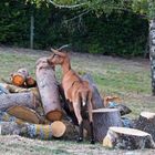 Une chèvre qui a remarquablement servi…