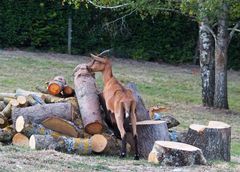 Une chèvre qui a remarquablement servi…