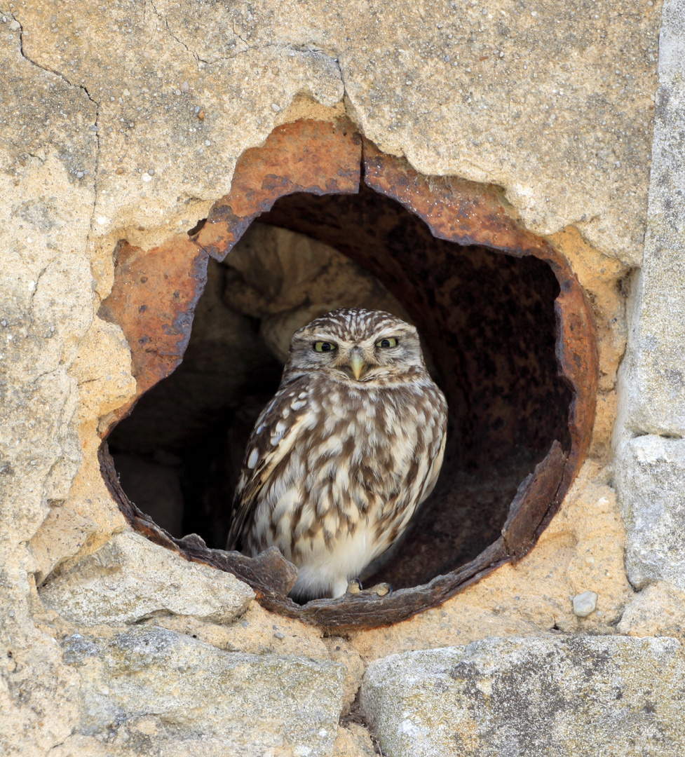 Une chouette au balcon !