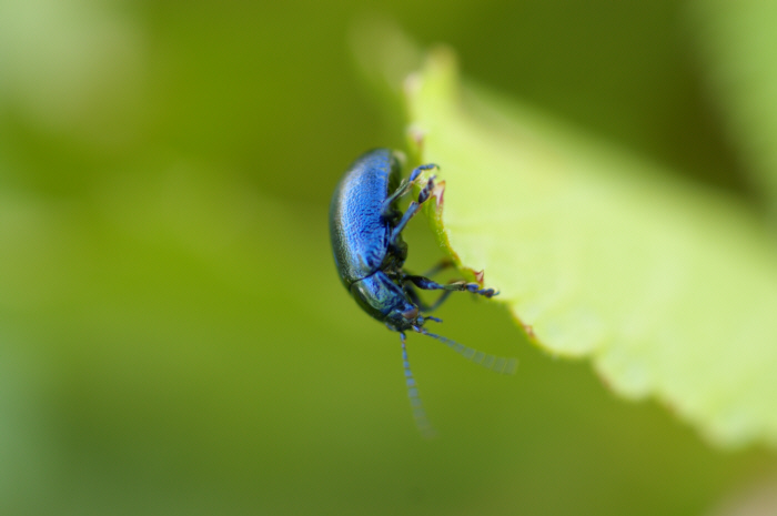 Une chrysomèle