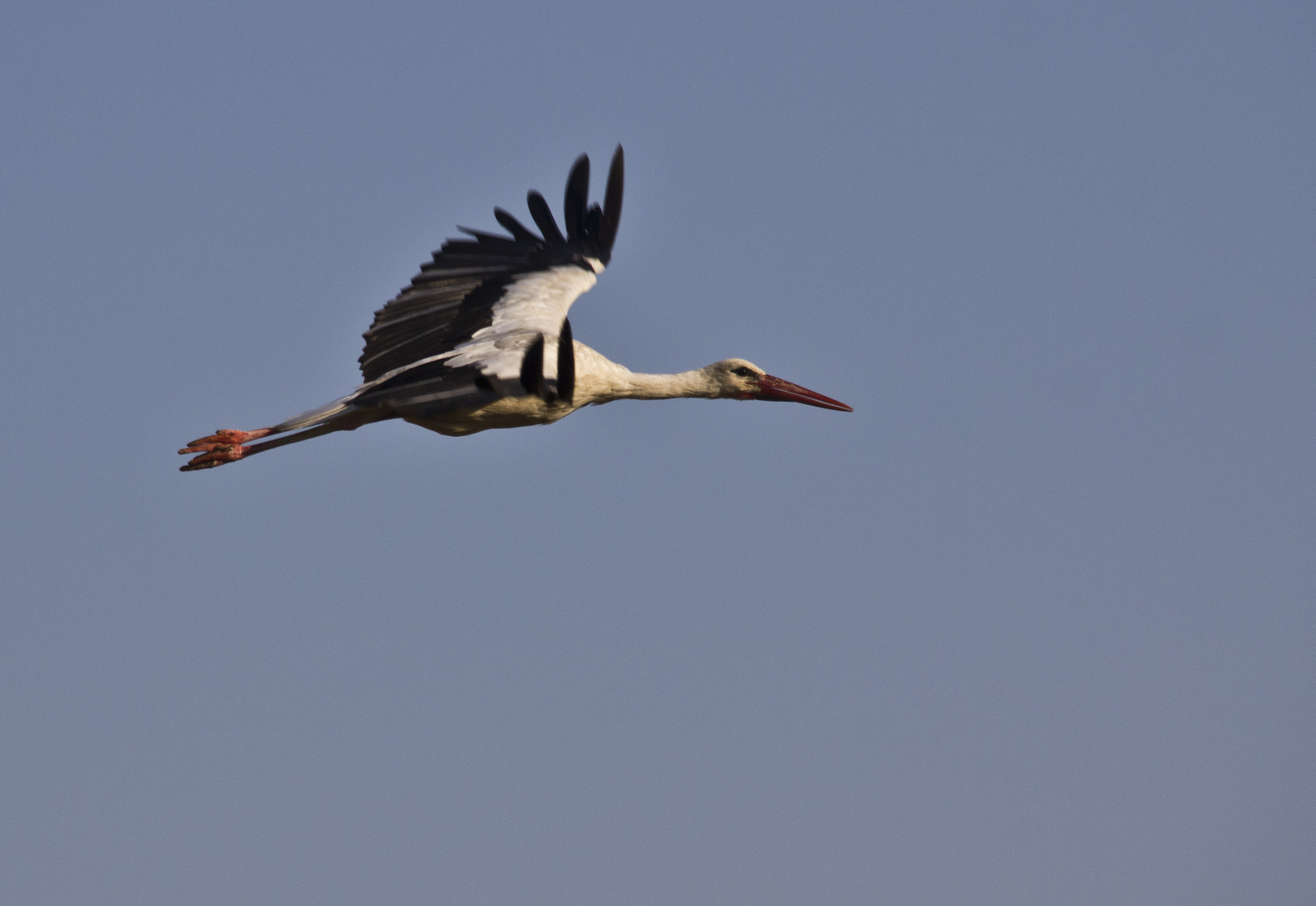 Une cigogne autrichienne!