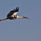 Une cigogne autrichienne!