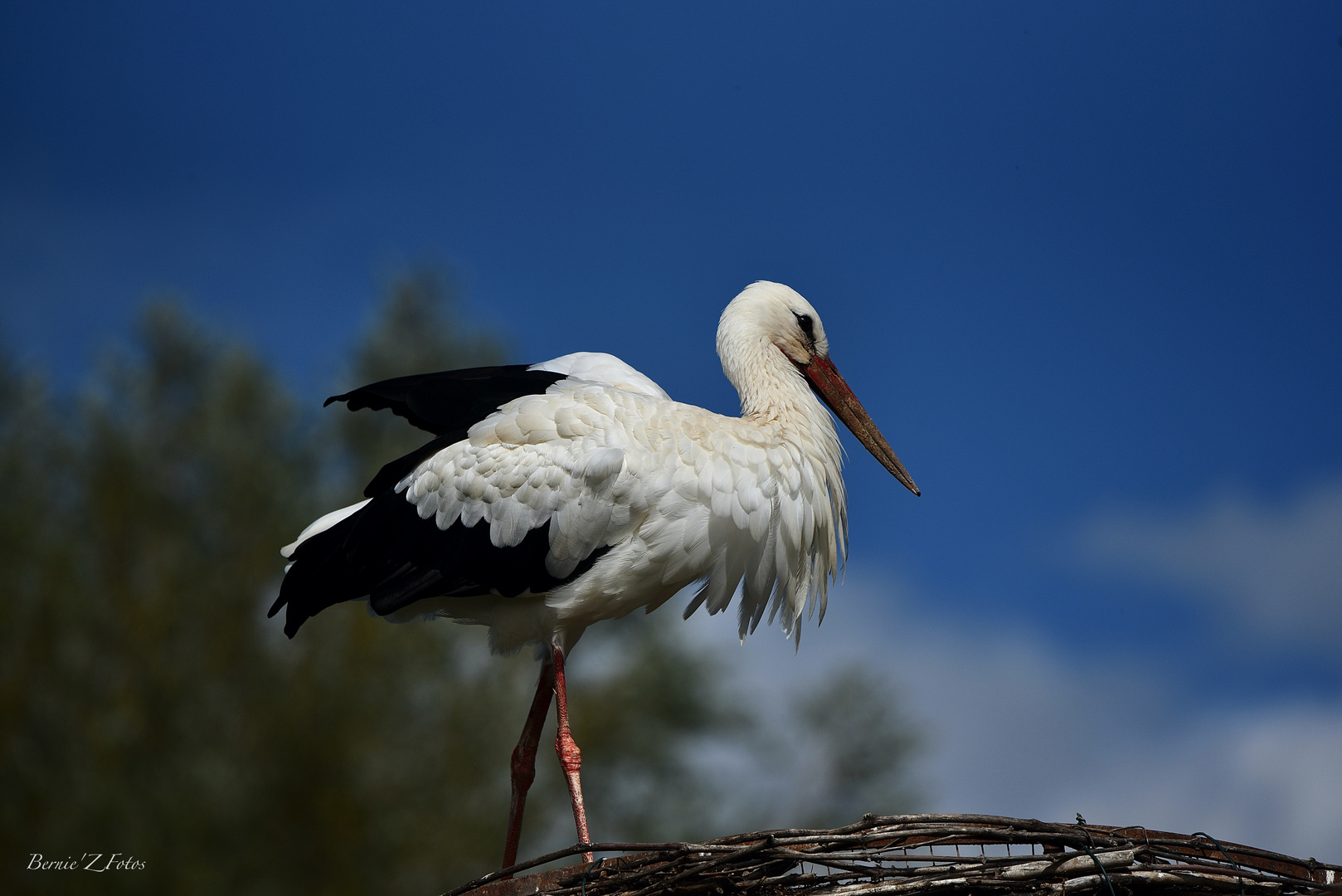 Une cigogne blanche dans un ciel bleu