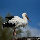 Une cigogne blanche dans un ciel bleu