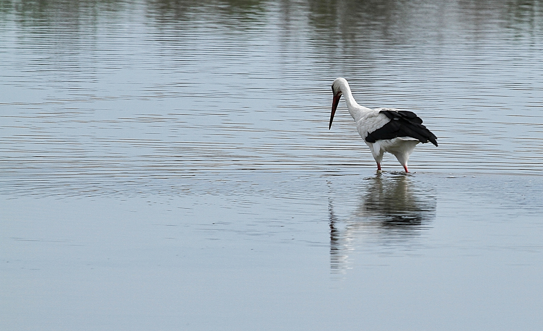 une cigogne qui pêche !