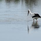 une cigogne qui pêche !