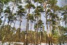 une clairière de pins, forêt de Fontainebleau von ntali 