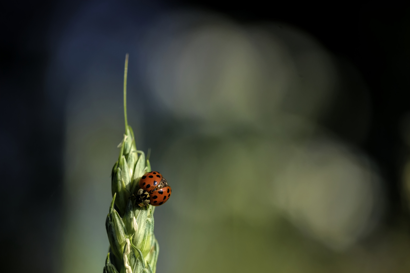 Une coccinelle