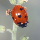 une coccinelle !!!!!