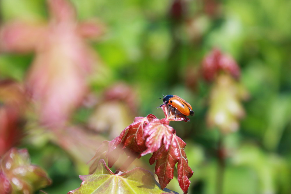 Une coccinelle ...