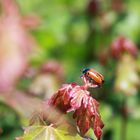 Une coccinelle ...