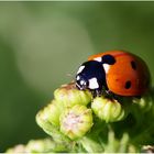 Une coccinelle à 7 points