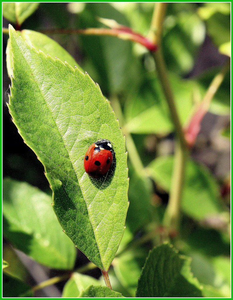 UNE COCCINELLE ACROBATE