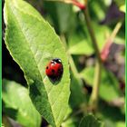 UNE COCCINELLE ACROBATE