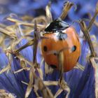 Une coccinelle escaladant un chardon en fleur