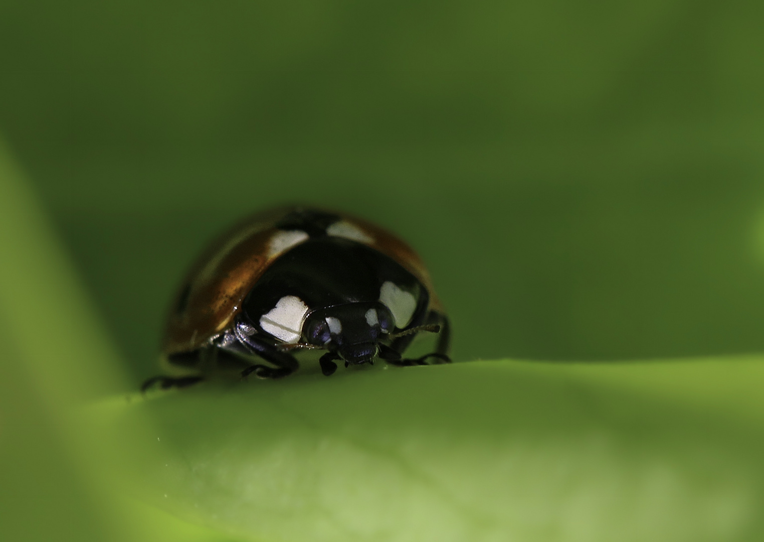 Une coccinelle ... tout simplement .