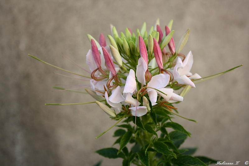 une couronne de fleurs