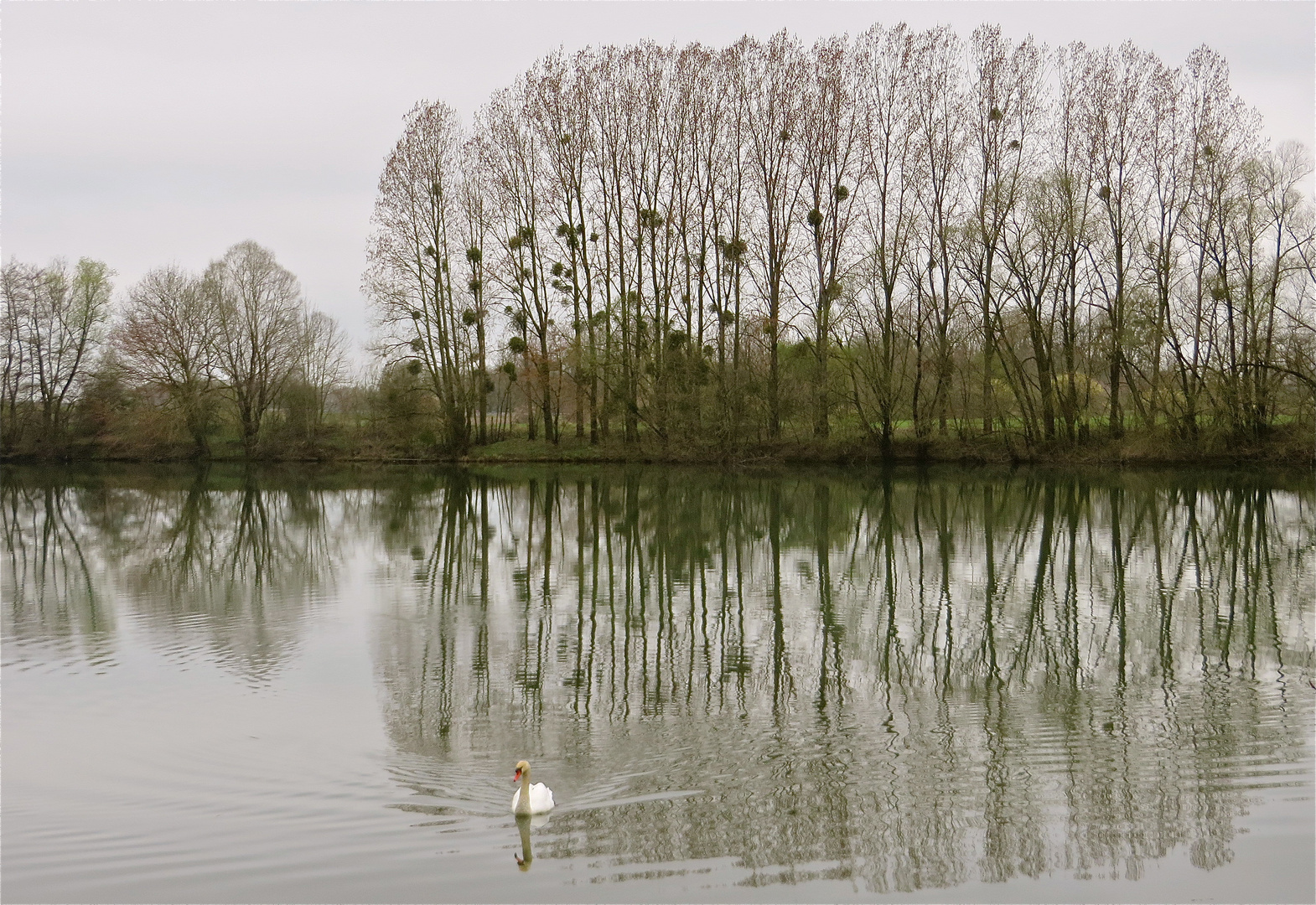 ..une cygne sur la Saône !!!...