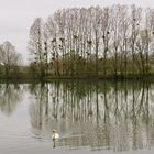 ..une cygne sur la Saône !!!...