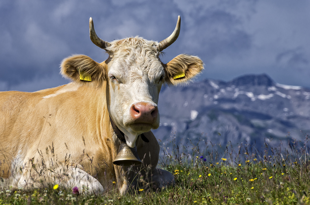 une dame des Alpes