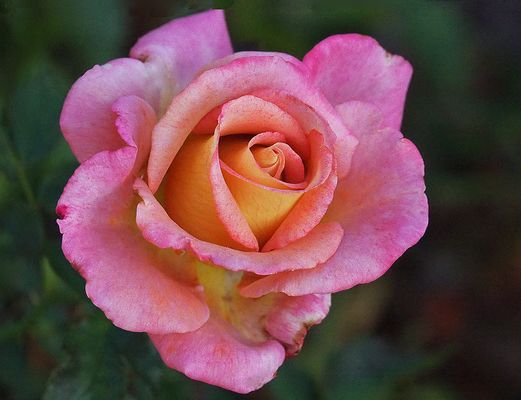 Une de mes roses préférées