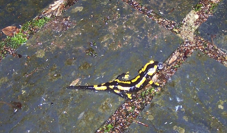 Une découverte hier soir, à la nuit tombée : la salamandre tâchetée