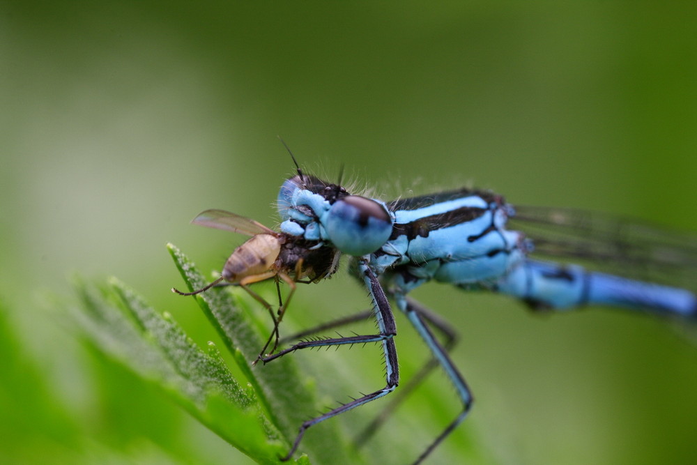 Une demoiselle aux dents longues...